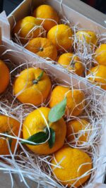 Yuzuboom (Japanse citrus) - ca. 80 cm - Image 3