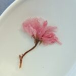 Zout ingelegde sakura (Japanse kersenbloesem) - 30 gram - Bild 4
