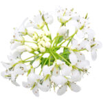 Verse wasabibloemen uit Nederland - 1 bakje (circa 20-30 stuks) - Image 3