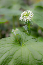 Verse wasabibloemen uit Nederland - 1 bakje (circa 20-30 stuks) - Image 4