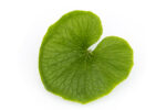 Vers wasabiblad uit Nederland - 10 stuks (ca. 100 gram) - Bild 2