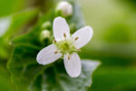 Verse wasabibloemen uit Nederland - 1 bakje (circa 20-30 stuks) - Image 5