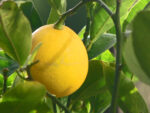 Meyer citroenboom (Citrus meyeri) - 100-120 cm - Afbeelding 3