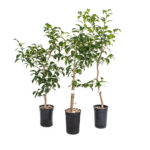 Yuzu tree (Japanese citrus) - about 80 cm.