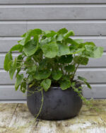Dutch Wasabi jonge wasabiplant - ca. 12 cm - Bild 2