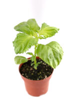 Groen shiso plantje (perilla, muntfamilie) - Bild 3