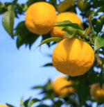 Jonge yuzuboom (zaailing, ongeënt) - 30 cm - Afbeelding 3