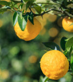 Jonge yuzuboom (zaailing, ongeënt) - 30 cm - Afbeelding 2