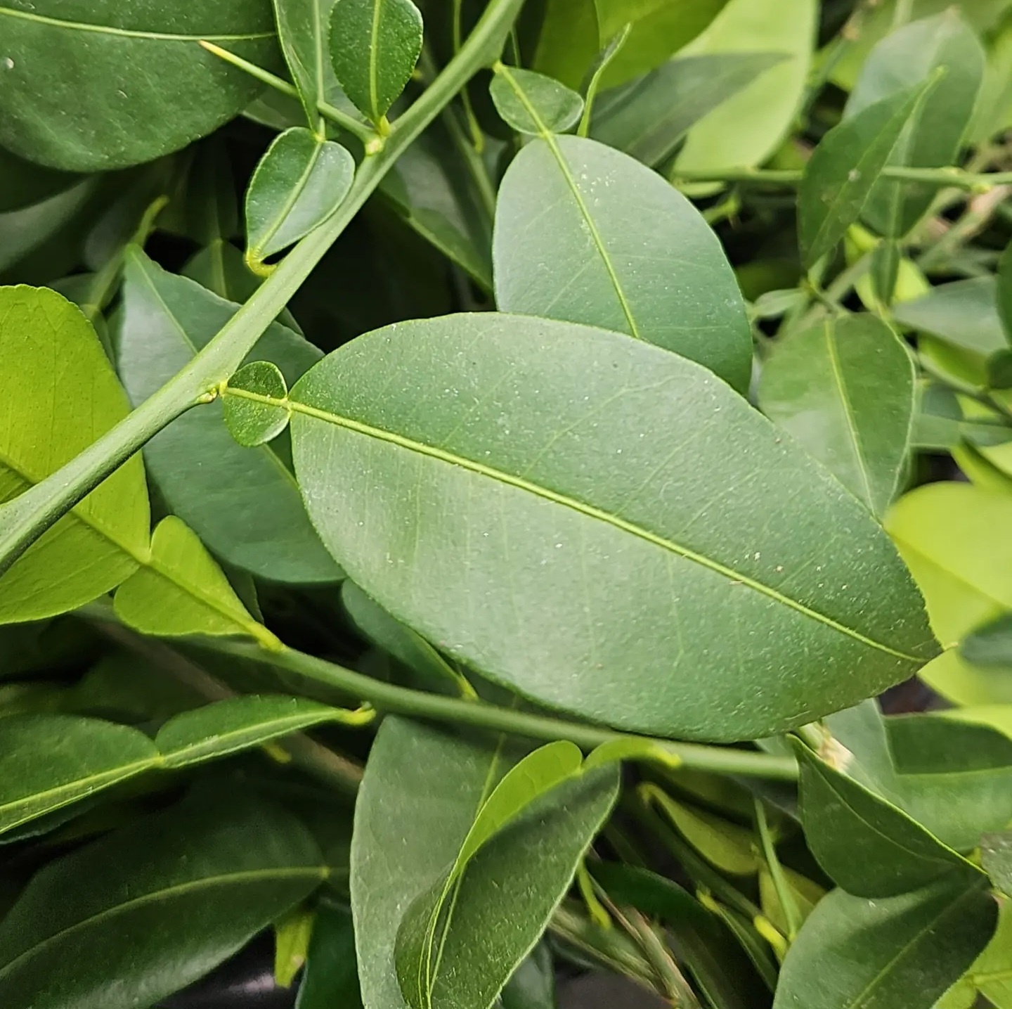 Frisches Yuzu-Blatt - aus den Niederlanden - 200 Gramm (100-200 Stück)