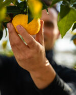 Verse rijpe gele yuzu uit Nederland - 1 stuk (ca. 100 gram) - Bild 6