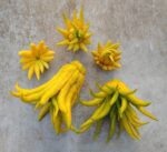 Buddha's hand (finger lemon) from the Netherlands - 1 piece (> 200 grams)