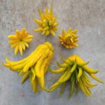 Buddha's hand (finger lemon) from the Netherlands - 1 piece (100-200 grams)