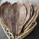 Gedroogde bruine hoba-bladeren 30 cm (Japanse magnolia) - 10 stuks