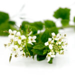 Frische Wasabi-Blüten - aus den Niederlanden - 1 Schale (etwa 20-30 Stück)