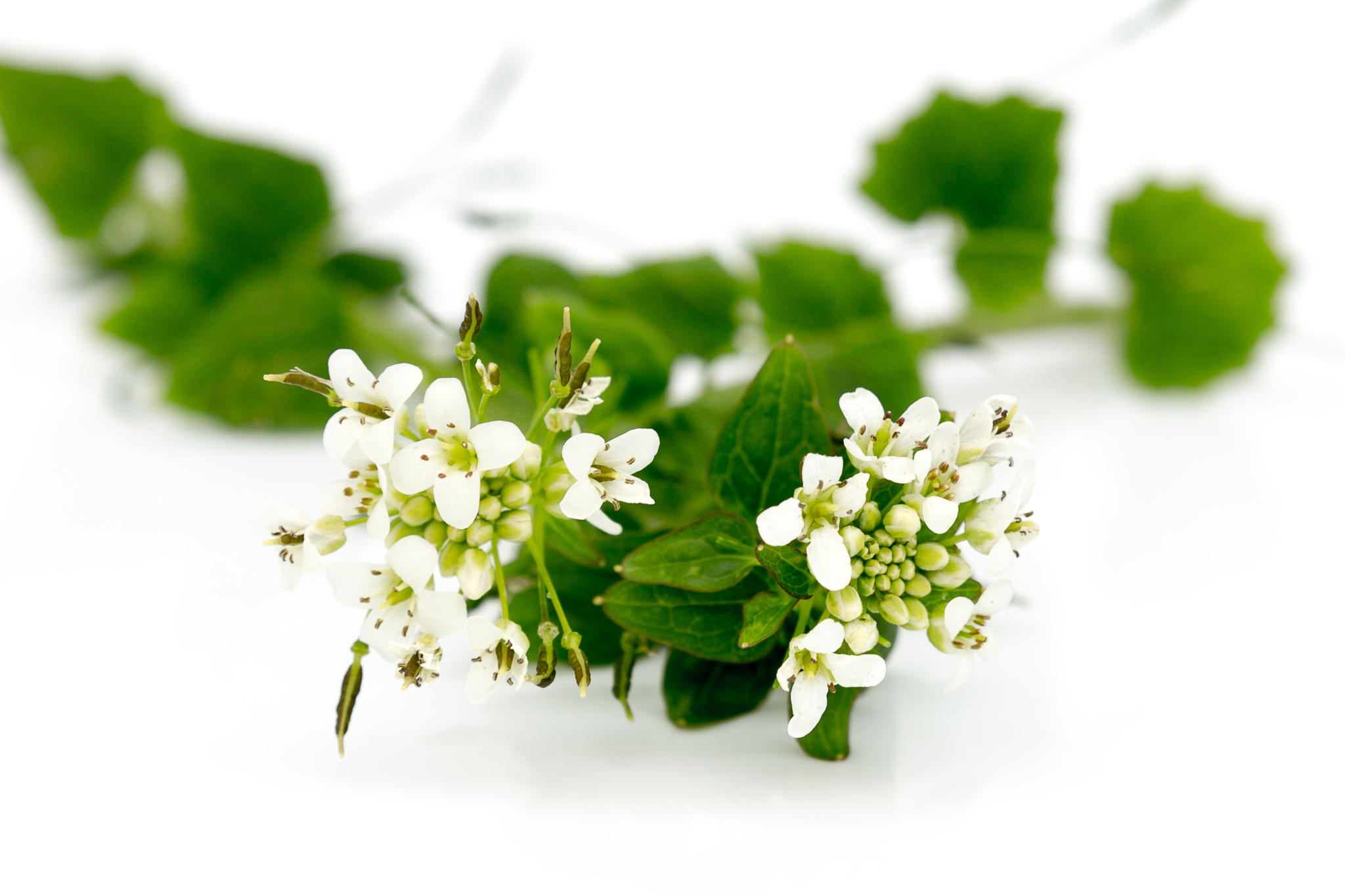 Frische Wasabi-Blüten - aus den Niederlanden - 1 Schale (etwa 20-30 Stück)