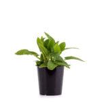 Crosne (Japanischer Ahorn) Pflanze