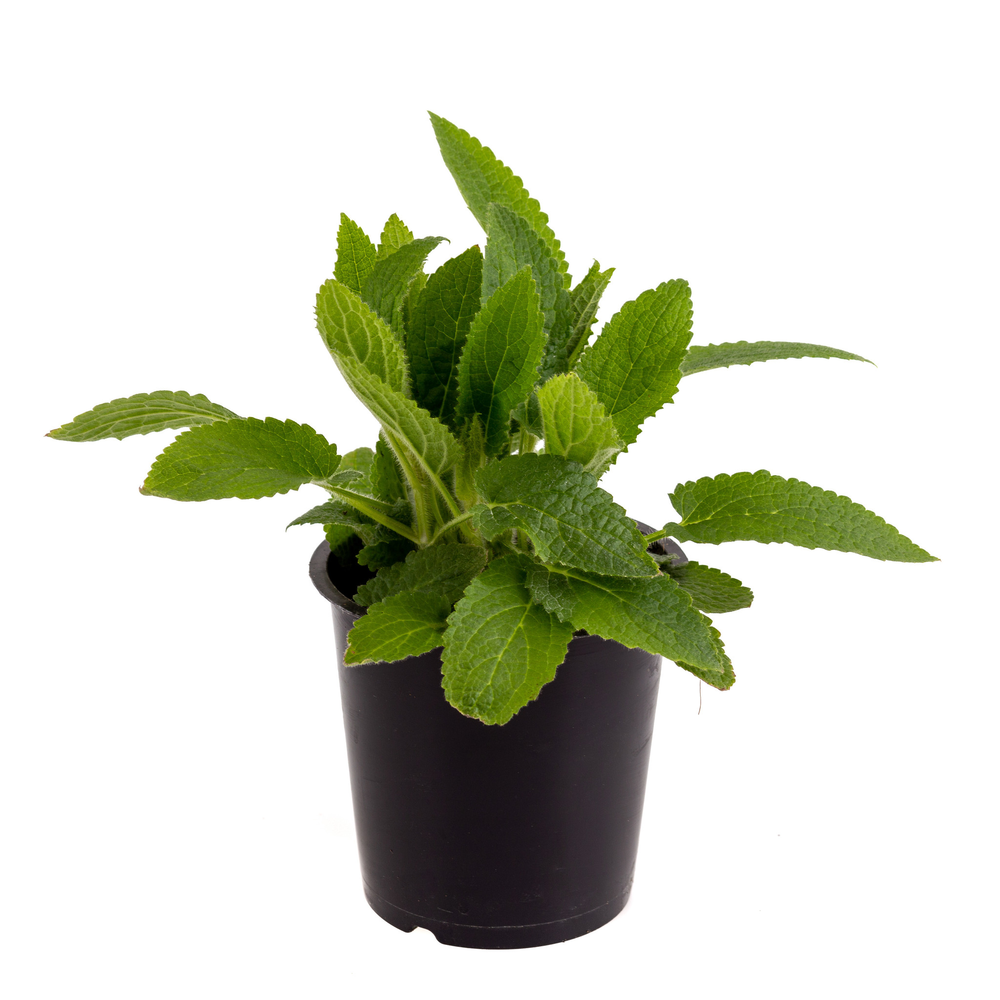 Crosne (Japanischer Ahorn) Pflanze