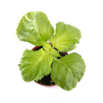 Grüne Shiso-Pflanze (Perilla, Minzgewächse)