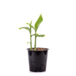 Myoga-Pflanze (japanischer Ingwer)