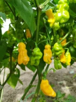 Tomasu Spezial-Sambal - 165 Gramm