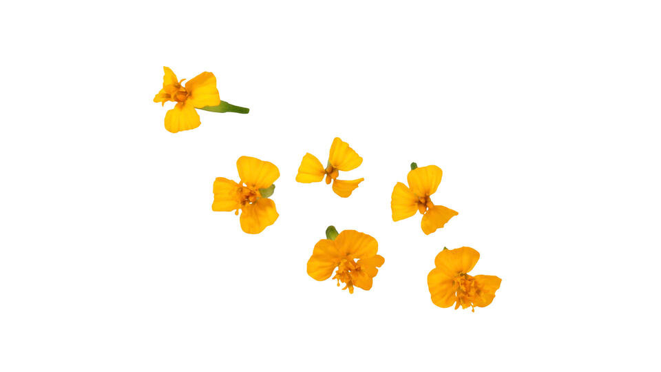 Verse anijsbloem - 1 CupCard (50 stuks)