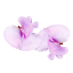 Verse bonenbloem - 1 CupCard (20 stuks)