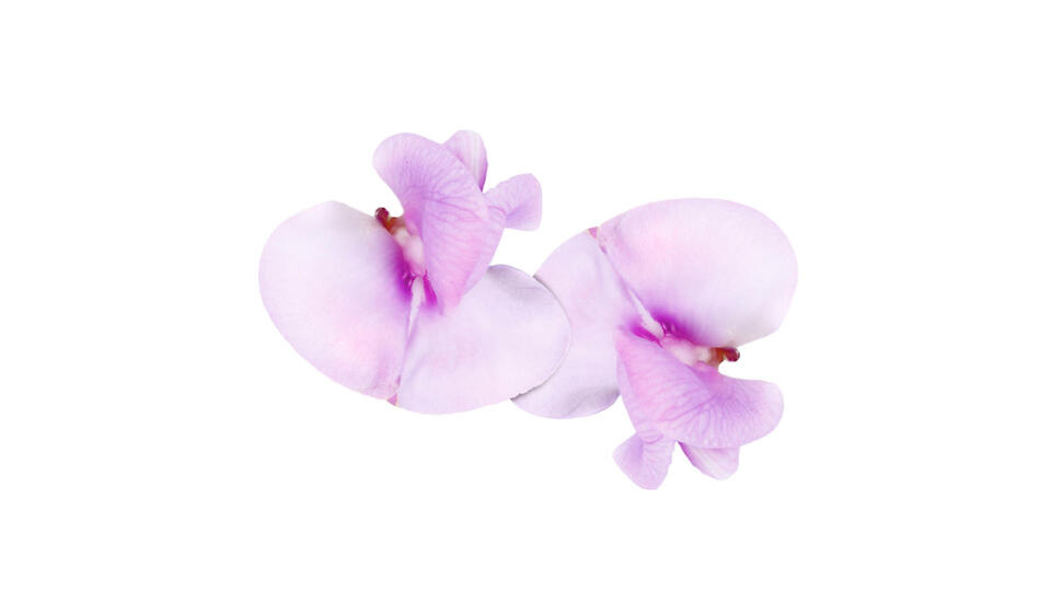 Verse bonenbloem - 1 CupCard (20 stuks)