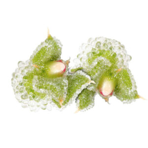 Fresh popsicle flower - 1 CupCard (20 pieces)