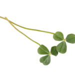 Frischer Sauerampfer - 1 Tasse (25 Blätter)