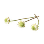 Frische Dushi-Knöpfe (Lippia) - 1 CupCard (50 Blüten)