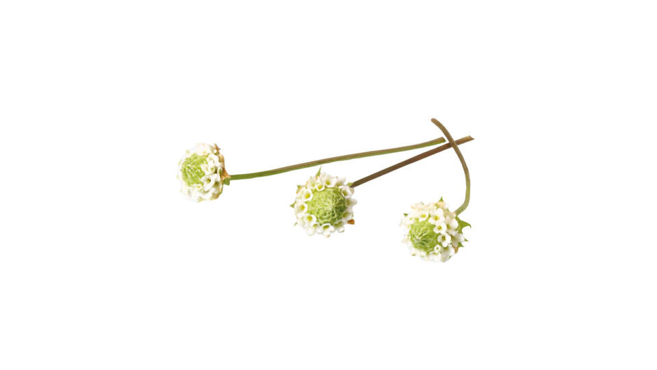 Verse Dushi Buttons (lippia) - 1 CupCard (50 bloemetjes)
