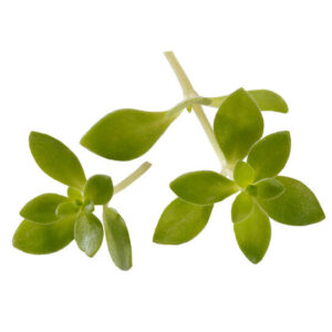 Fresh Purslane Tops (Gangnam Tops) - 50 pieces