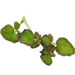 Frische bunte Wasserhörnchen (Hippo Tops) - 50 Stück