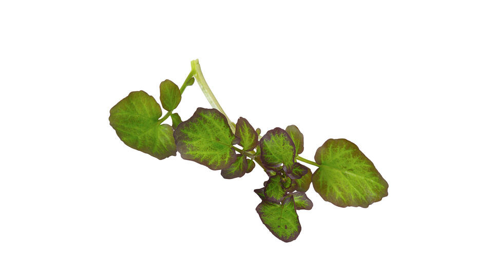 Verse bonte waterkerstops (Hippo Tops) - 50 stuks