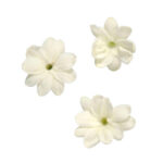 Frische Jasminblüten - 1 CupCard (25 Stück)