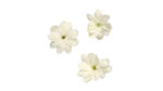 Fresh jasmine flower - 1 CupCard (25 pieces)