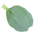 Frisches Austernblatt - 50 Stück