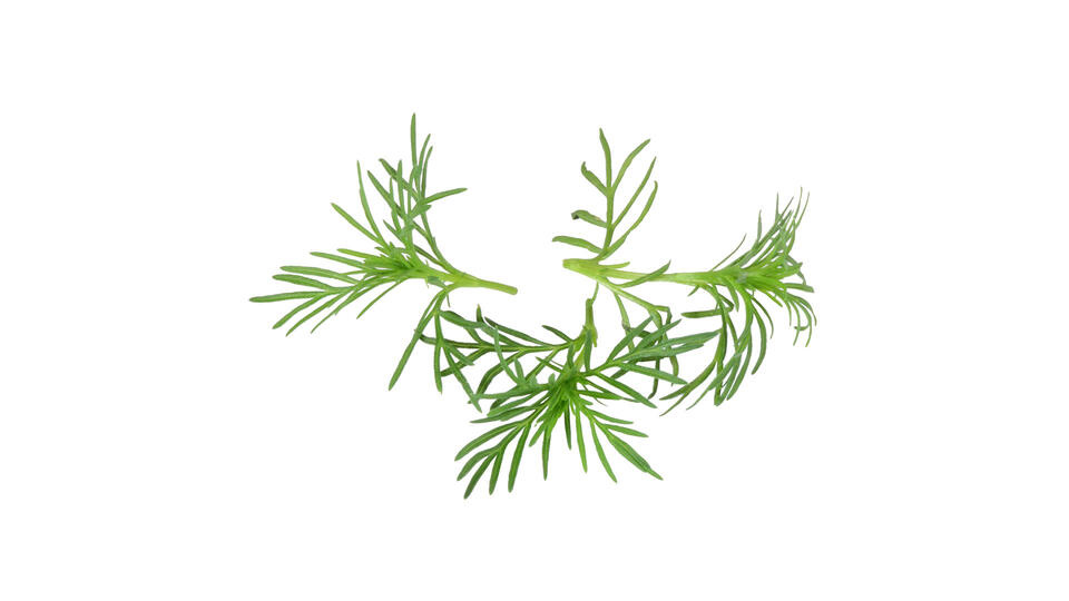 Verse Paztizz Tops (tagetes) - 51 stuks