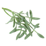 Frische Meerfenchelspitzen - 50 Gramm