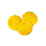 Fresh Sechuan Buttons - 1 CupCard (30 florets)