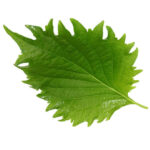 Fresh green shiso leaf (perilla, mint family) - 15 pieces