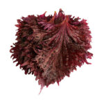 Frisches violettes Shisoblatt (Perilla, Minzgewächse) - 15 Stück