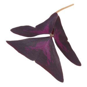 Frische Yka-Blätter (Oxalis) - 15 Blätter