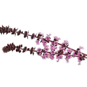 Fresh Zallotti Blossom (from the African basil) - 10 (blossom sprigs)