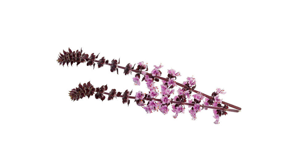 Frische Zallottiblüten (vom afrikanischen Basilikum) - 10 (Blütenzweige)