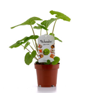 Dutch Wasabi junge Wasabi-Pflanze - ca. 12 cm