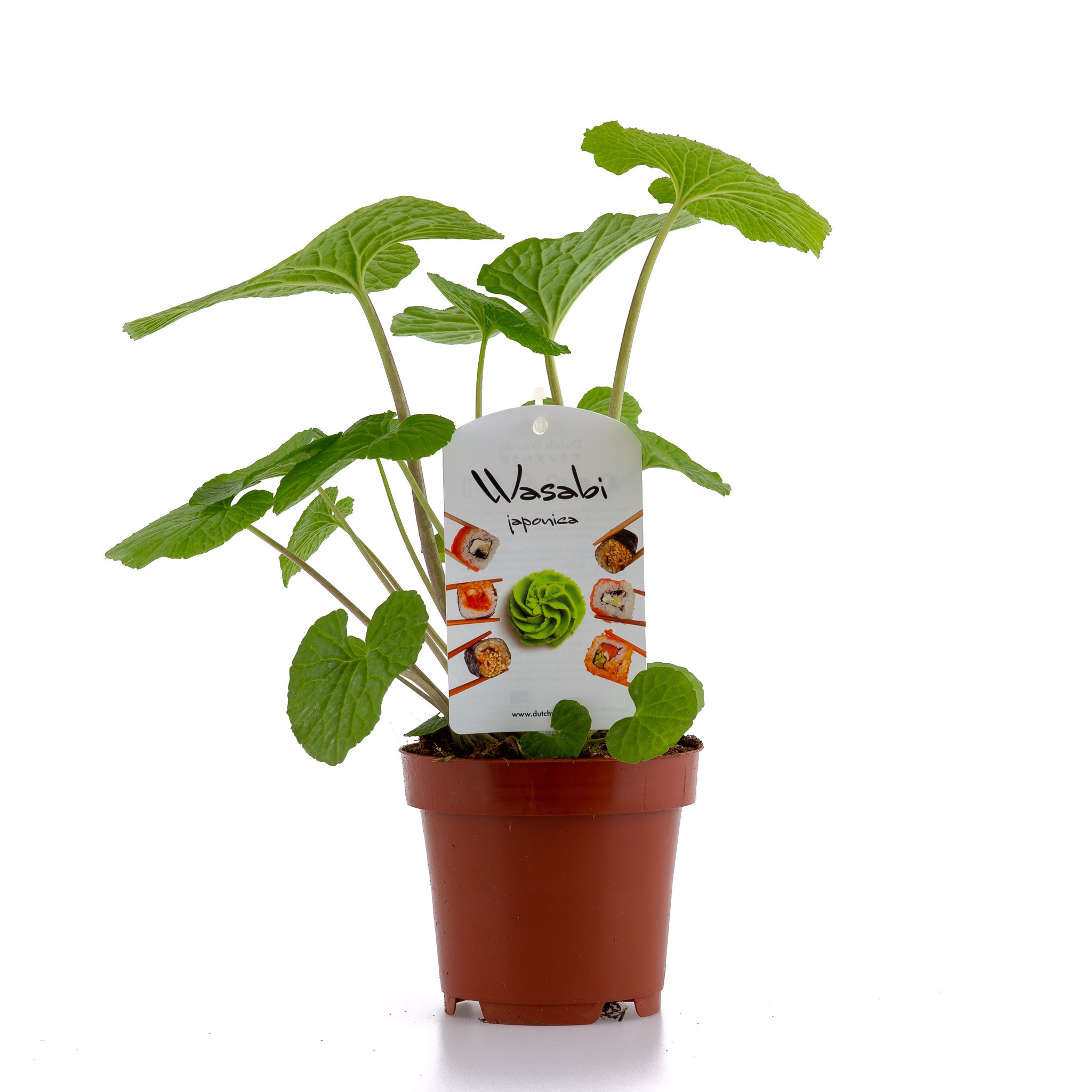 Dutch Wasabi junge Wasabi-Pflanze - ca. 12 cm