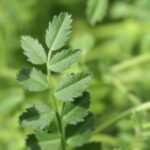 Frisches Hummus-Blatt (Kichererbsenblatt) - 130 Stück