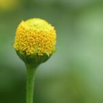 Fresh Sechuan Buttons - 1 CupCard (30 florets)