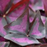 Fresh Yka Leaves (oxalis) - 15 leaves